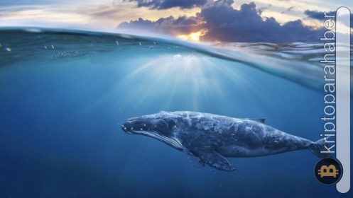 Gizemli balina bu altcoin’lerden alım yaptı! İşte detaylar