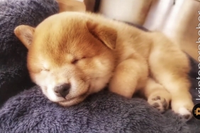 Shiba artık rüyalarınıza da girecek! Uyku probleminizin çözümü de köpekte!