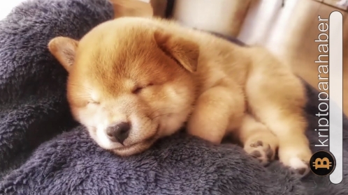 ABD’de yeni bir ortaklık duyuran Shiba’da yakımlar devam ediyor! Fiyat ne durumda?