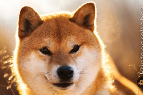 Shiba Inu için kötü günler geride mi kaldı? Balina işlemleri yüzde 350 arttı