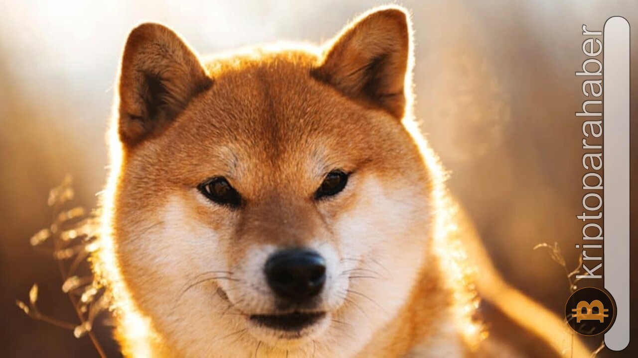 Shiba Inu için kötü günler geride mi kaldı? Balina işlemleri yüzde 350 arttı