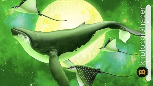 Balinalar bu altcoin’leri çılgınlar gibi almaya başladı: Shiba Inu’da alarm var!