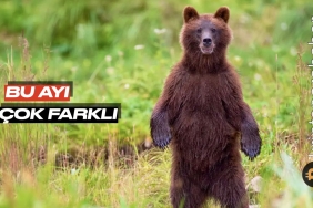 Bitcoin’in şu anki ayı piyasası öncekilerden neden farklı? Şimdi ne olacak?