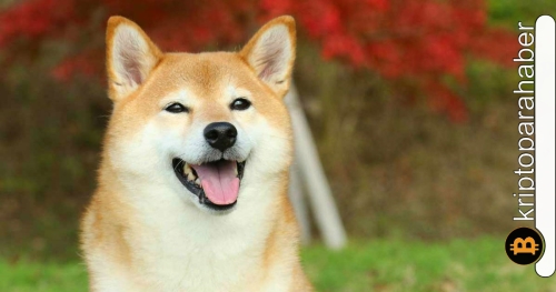 Boğalar savaşı bırakmıyor! SHIB yatırımcılarının yüzü gülecek mi?