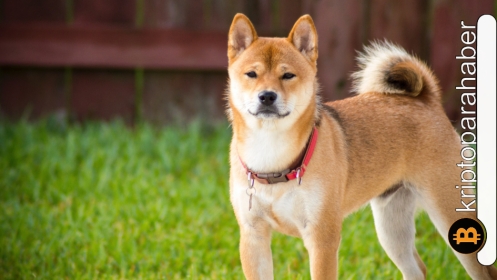 Yeni listelenme haberinin ardından beklenen Shiba Inu patlaması gelecek mi?