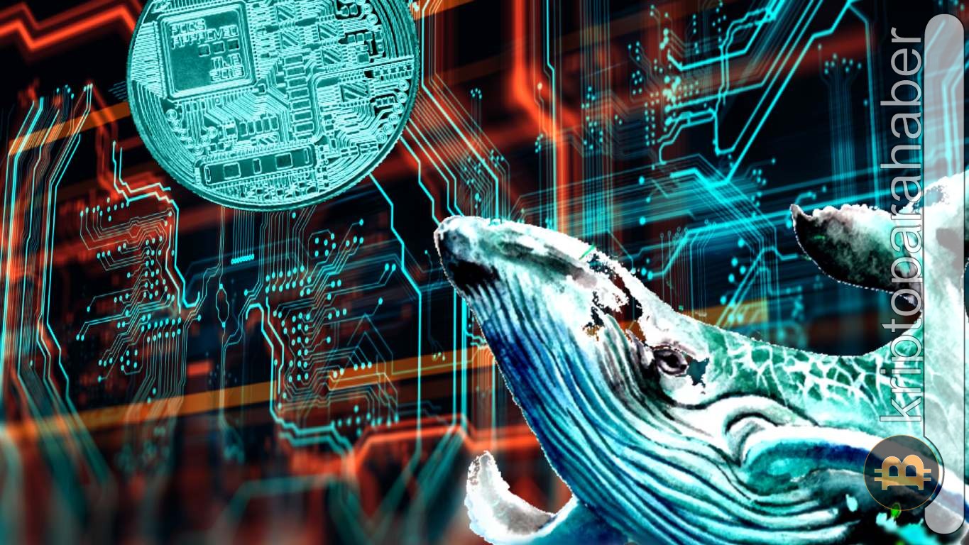 Balinalar, kripto piyasasındaki çöküşün ortasında metaverse coinleri ekliyor! İşte nedeni