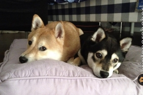 Dogecoin ve Shiba Inu’da sert direnç! Teknik analiz