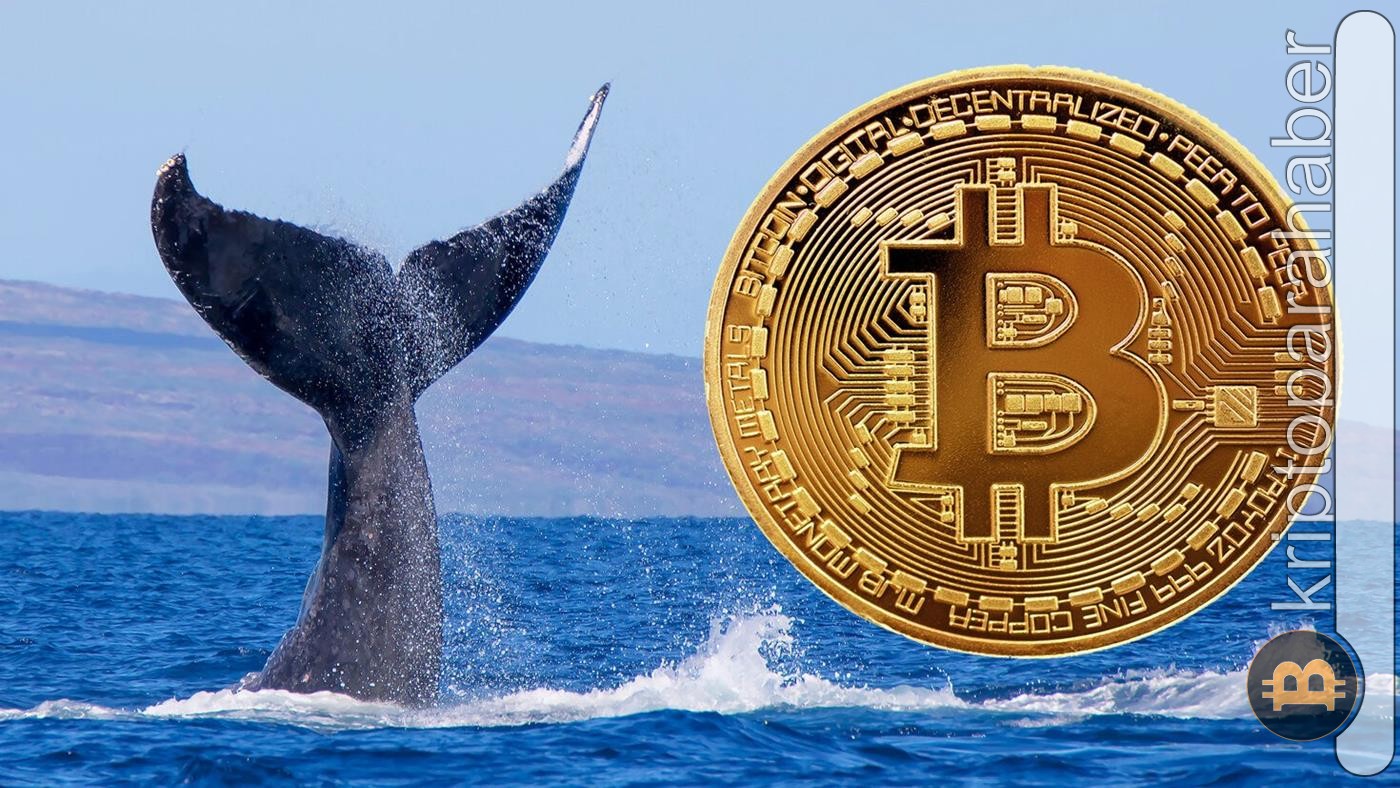 Bitcoin balinaları canlandı: Düşüşte birikimler devam ediyor!
