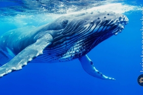 Balinalar bu altcoin'den alım yapmaya devam ediyor!