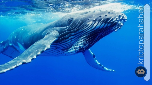 Balinalar bu altcoin’den alım yapmaya devam ediyor!