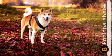 Shiba Inu'da hedef neresi? Bu veriye bakanlar %98 doğru tahmin yapıyor!