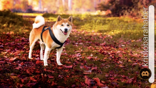Shiba Inu’da hedef neresi? Bu veriye bakanlar %98 doğru tahmin yapıyor!