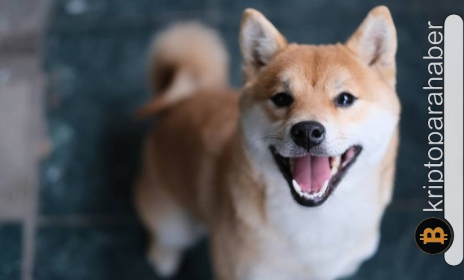 Hâlâ balinaların gözdesi olan Shiba Inu, büyük ralli için hazır olabilir!