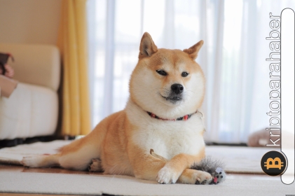 Bu teknik gösterge Shiba Inu yatırımcılarının net bir şekilde kâr edebileceğine işaret ediyor! Peki, nasıl?