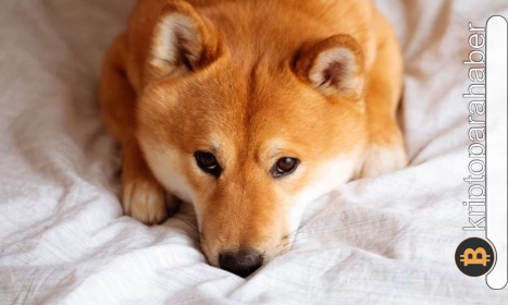 Shiba Inu düşüşü sizi korkutmasın! İşte krizi fırsata çevirmenin yolları…