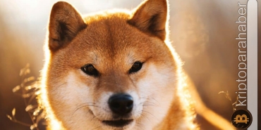 Shiba Inu (SHIB) balinalar tarafından toplanmaya başladı!