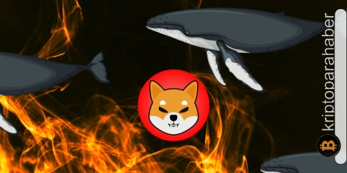Shiba Inu yakım işlemleri azalırken balinalardan büyük bir hamle geldi! Fiyat nasıl tepki verecek?