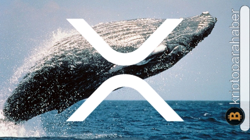 Balinaların XRP ilgisi fiyata yardımcı oluyor! Sıradaki uçuş yakın olabilir