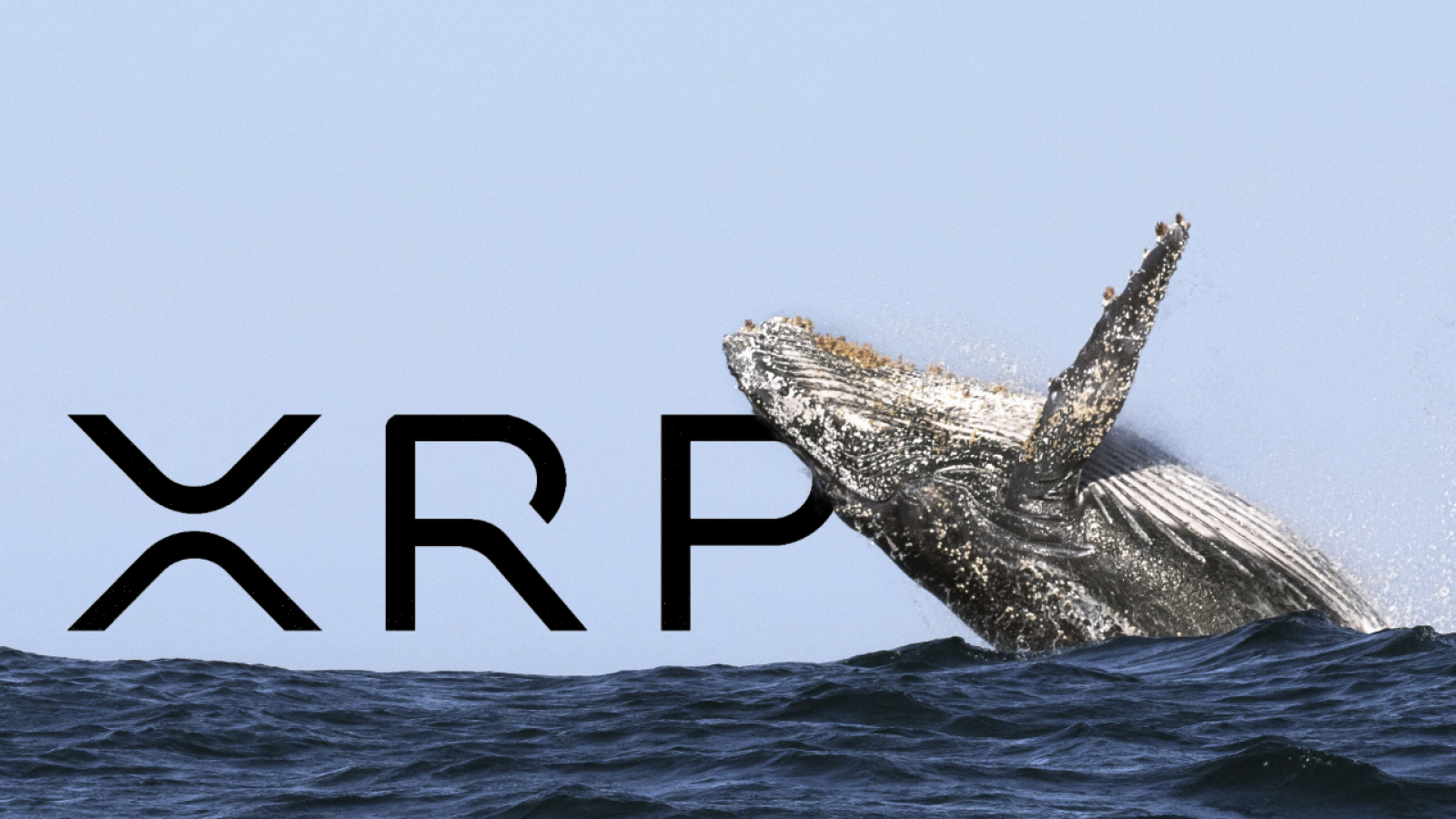 XRP balina altcoin