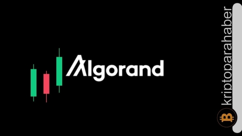 Algorand ekosisteminde yeni tanıtım: Peki metrikler ne diyor?