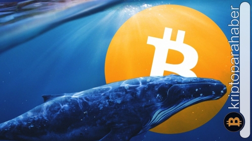 Popüler balina adresleri bu altcoinlere yöneliyor! Peki neden?