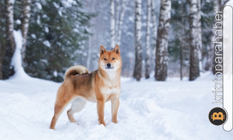 Shiba Inu, kötü bir yıl geçirmesine rağmen yatırımcıları karamsar olmamalı! İşte, sebebi…