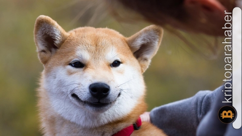 Bu işaretleri takip eden Shiba Inu yatırımcıları çok şey kazanabilir! Grafikler %17’lik ralliye işaret ediyor