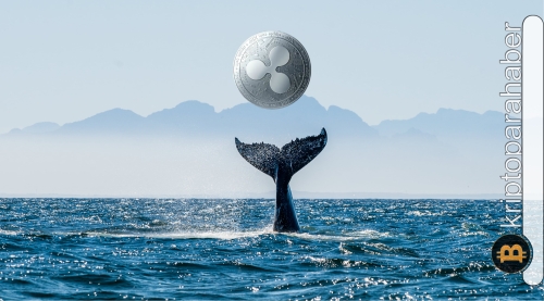 XRP balinaları, dava kararı beklenirken boş durmuyor! Fiyat nasıl tepki verecek?