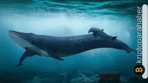 Balinalar ADA biriktirmeye devam ederken, fiyatta bir patlama gerçekleşebilir!