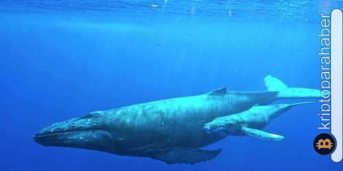 Kripto balinalarının favorisi olan bu 3 altcoin’e dikkat! Yeni artışlar gelebilir