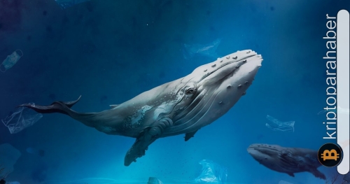 Bu altcoin, ilk 100 ETH balinasının en çok satın aldığı token’lardan biri oldu! Fiyata etkisi ne olacak?