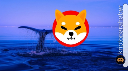 ETH balinaları düşük fiyatlı Shiba Inu’yu kaçırmıyor! Büyük işlemler gerçekleşti