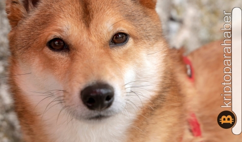 Shiba Inu, yukarı yönlü devasa bir harekete hazırlanıyor! Giriş için doğru bir zaman mı?