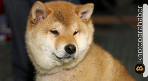 Shiba Inu hızla değer kaybediyor! 6 ayın en düşük seviyesinde olmasına rağmen iyi haberler de var