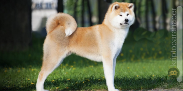 DOGE Transfer