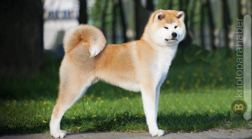 Yeni Balina Robinhood’dan 16 Milyon Dolar Değerinde DOGE Transfer Etti