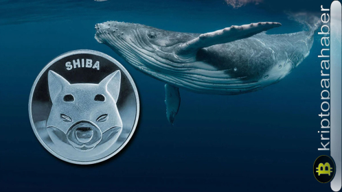 Shiba Inu balinaları güçleniyor: Yanma işlemleri ortasında büyük SHIB transferi fiyatı nasıl etkileyecek?
