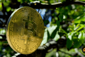 Kripto analisti paylaştı: İşte bu hafta öne çıkacak altcoin listesi