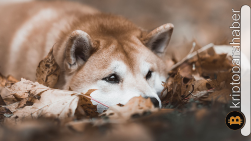 Shiba Inu yatırımcıları için krizi fırsata çevirmenin yolları ve yeni meme coin alternatifleri
