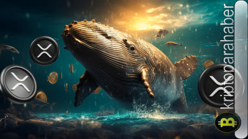 Ripple balinaları önemli oranda XRP biriktirdi: XRP fiyatı büyük bir yükseliş dalgasına mı hazırlanıyor?