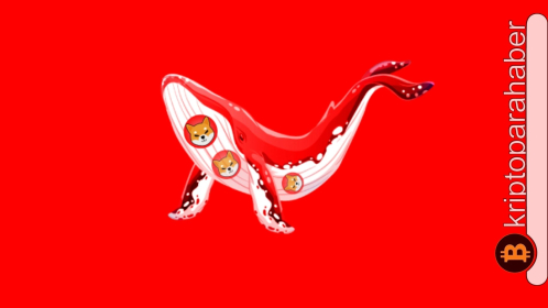 Shiba Inu balinalarından büyük hareket: SHIB dibi mi görecek yeni bir ralli mi başlatacak?